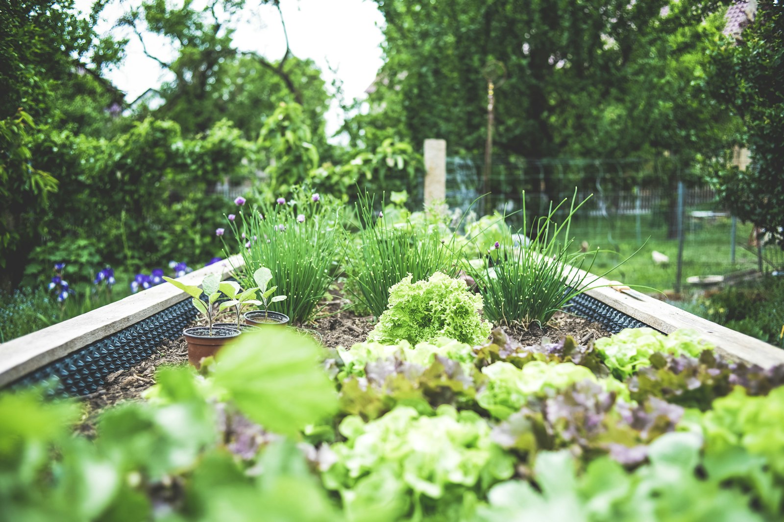 Fresh planting beds with mixed greenery