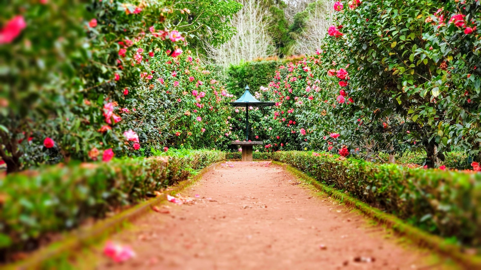 Flowering garden path lined with trimmed hedges