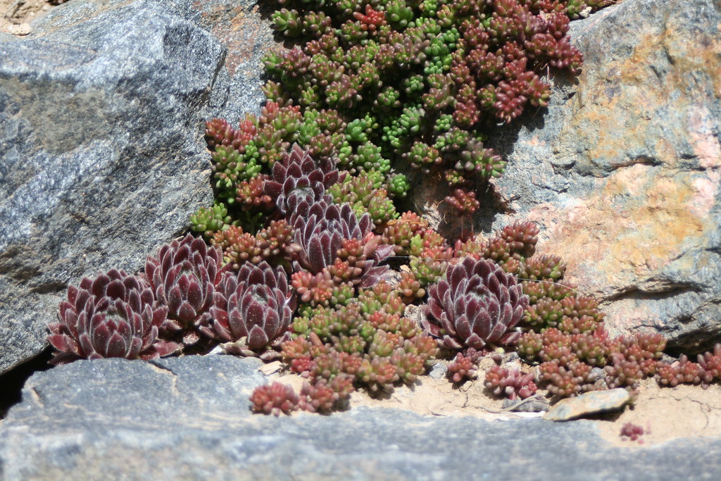 Stone wall planting with low ground-cover